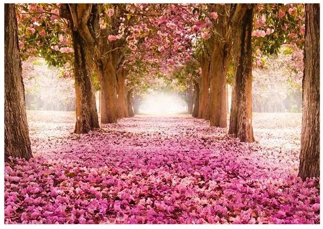 Fototapeta - Pink grove Veľkosť: 300x210, Verzia: Premium