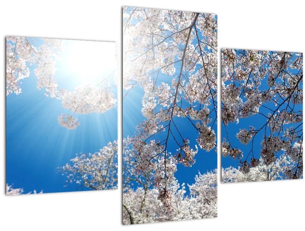 Obraz - Čerešňové kvety (90x60 cm)