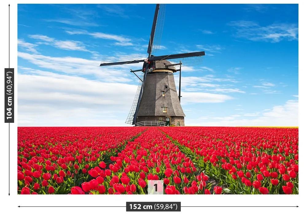 Fototapeta Vliesová Veterný mlyn tulipány 312x219 cm