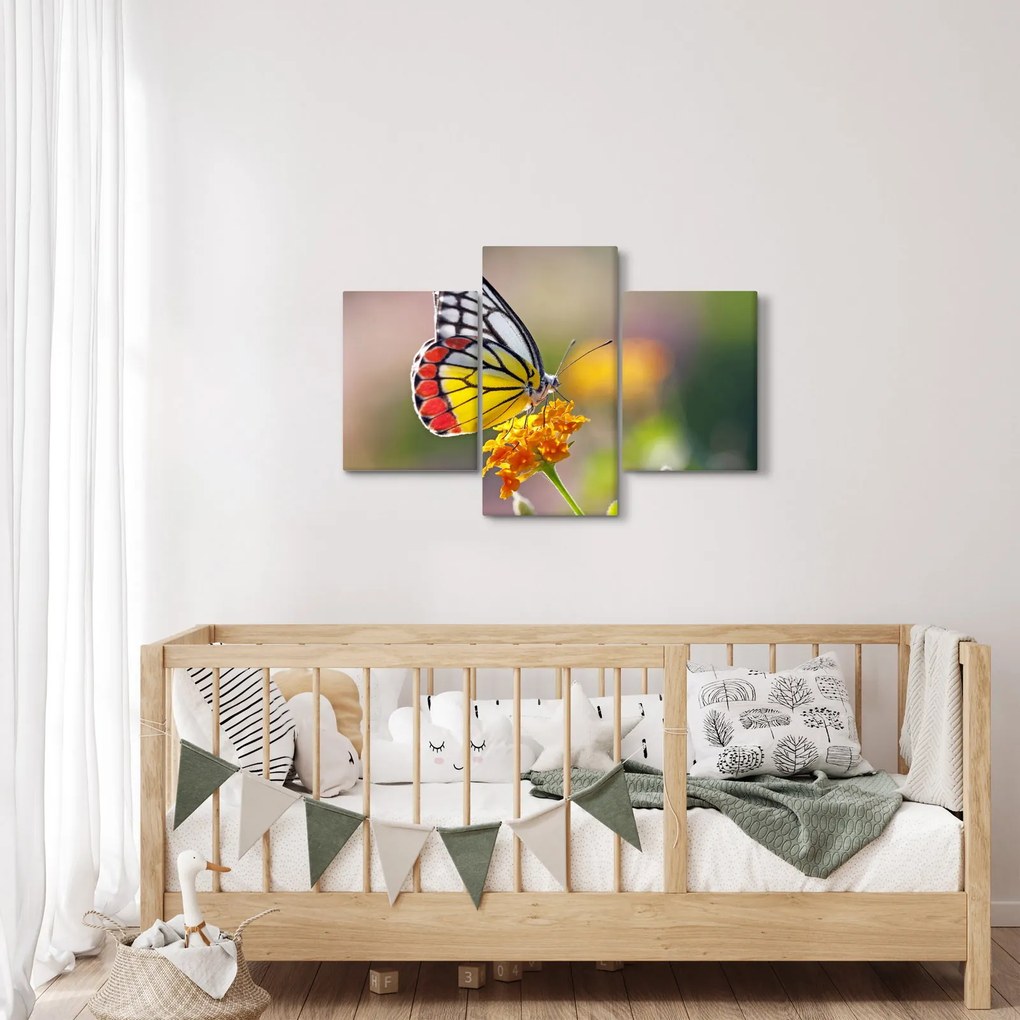 Obraz motýľa na kvete (90x60 cm)