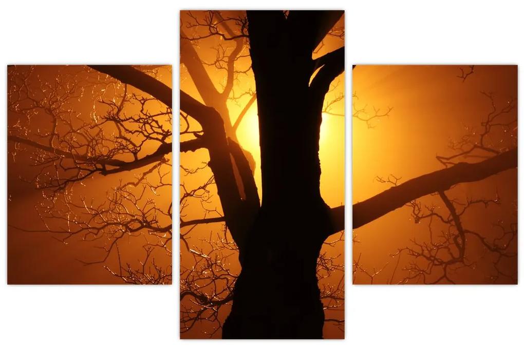 Obraz stromu pri západe slnka (90x60 cm)