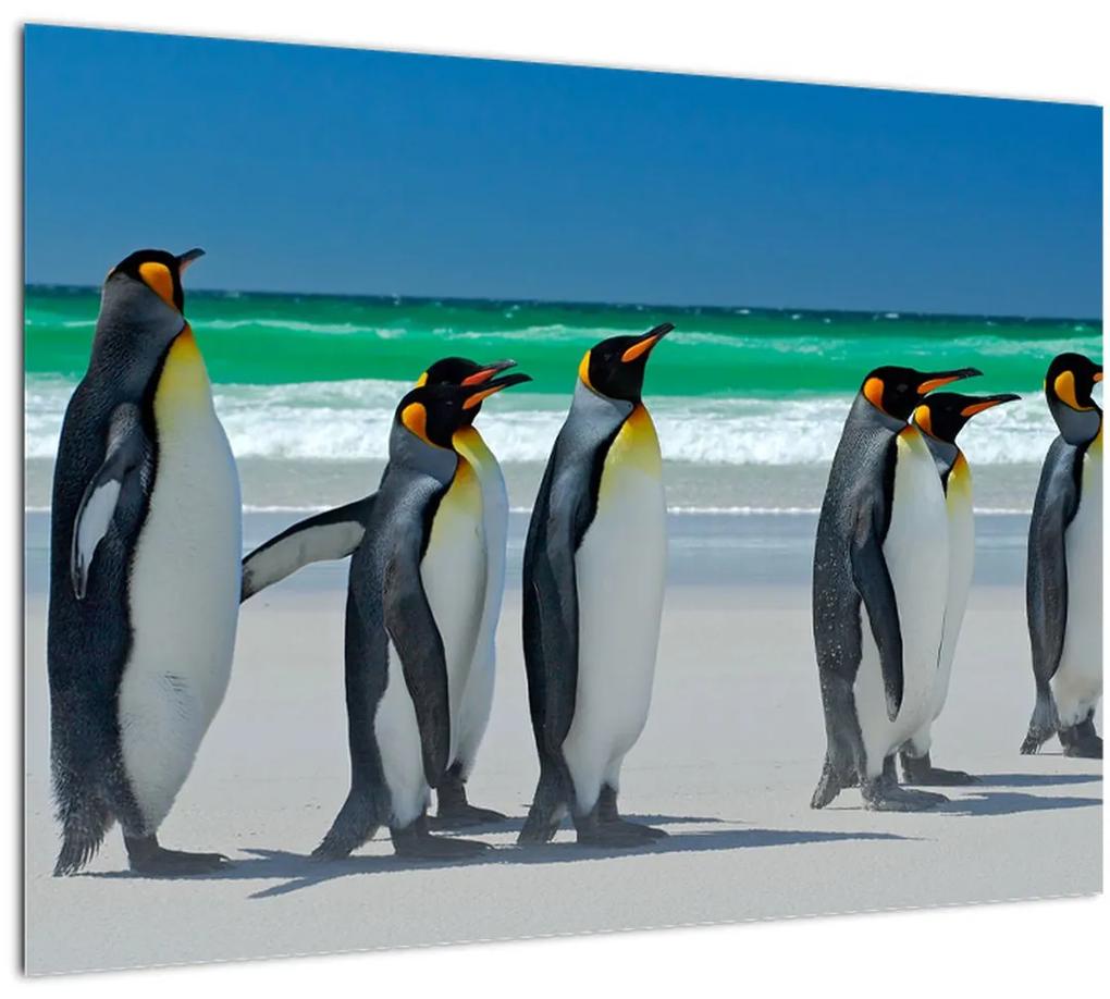 Sklenený obraz - Skupina kráľovských Tučniakov (70x50 cm)