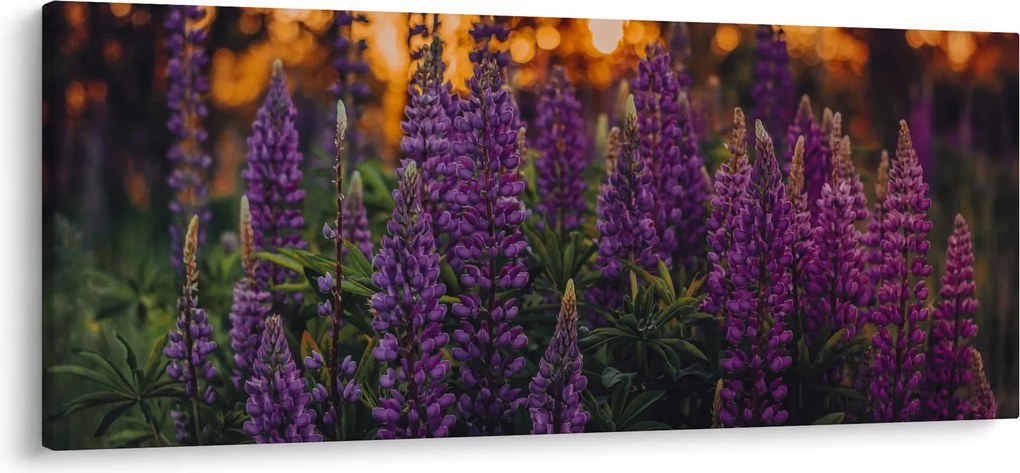 Obraz kvetov vlčieho bôbu (120x50 cm)