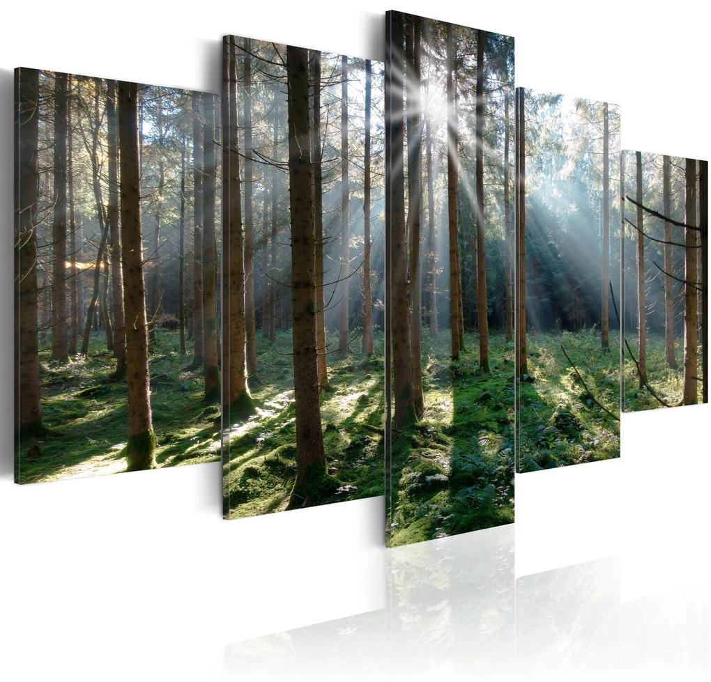 Artgeist Obraz - Fairytale Forest Veľkosť: 100x50, Verzia: Na talianskom plátne