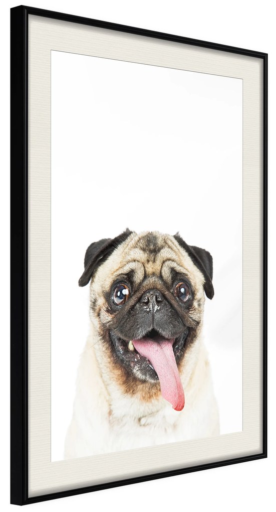 Artgeist Plagát - Pug [Poster] Veľkosť: 20x30, Verzia: Zlatý rám s passe-partout