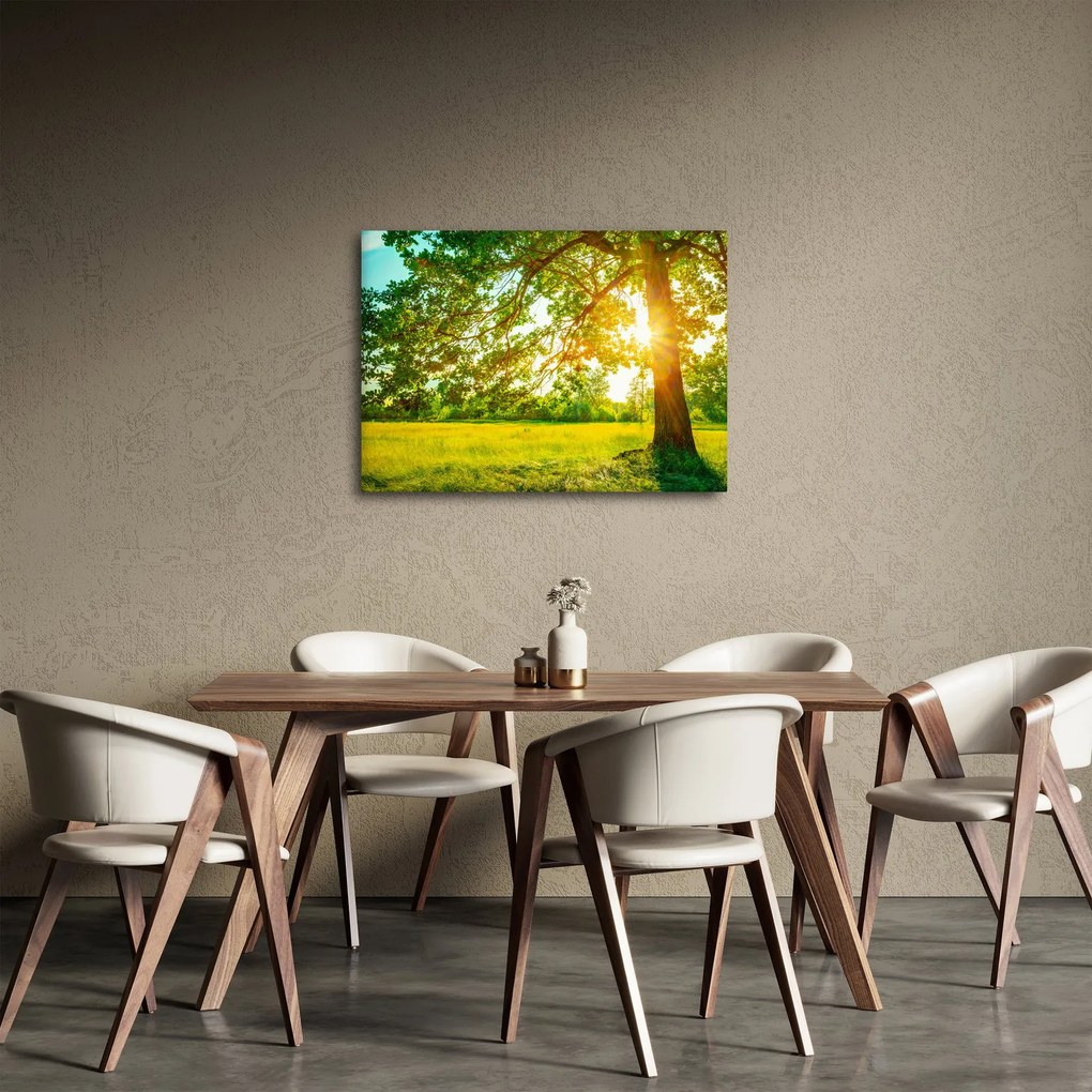 Obraz - Slnečný les (70x50 cm)