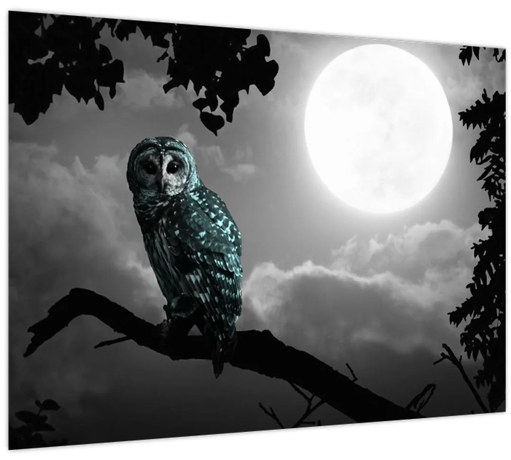 Obraz - Nočná sova, modrá (70x50 cm)
