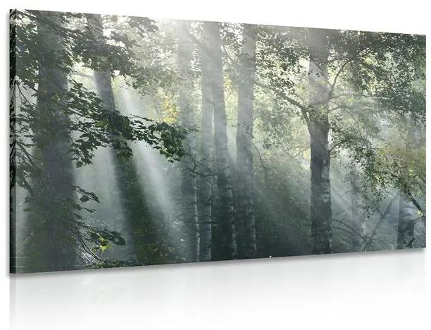 Obraz slnečné lúče v hmlistom lese Varianta: 120x80