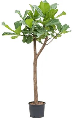 Ficus lyrata Stem 25/19 v.140 cm