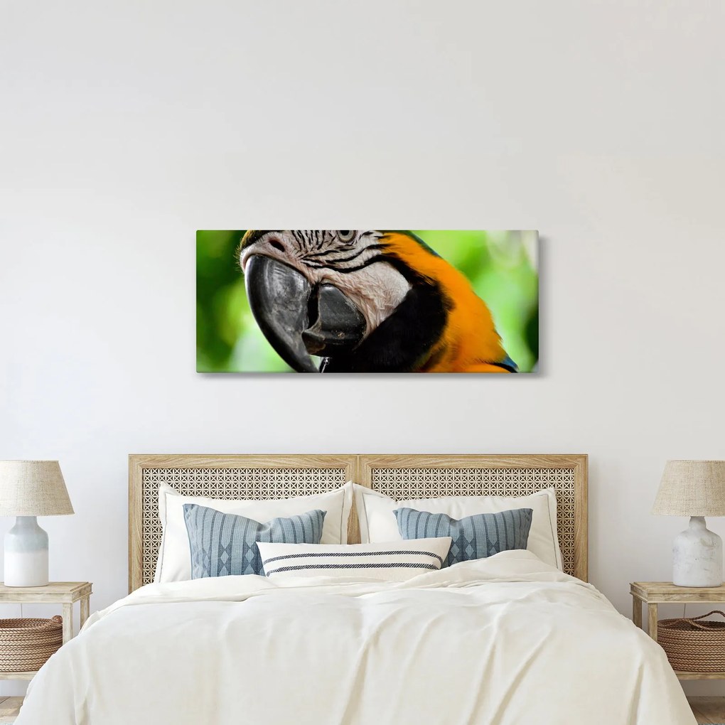 Obraz papagája (120x50 cm)
