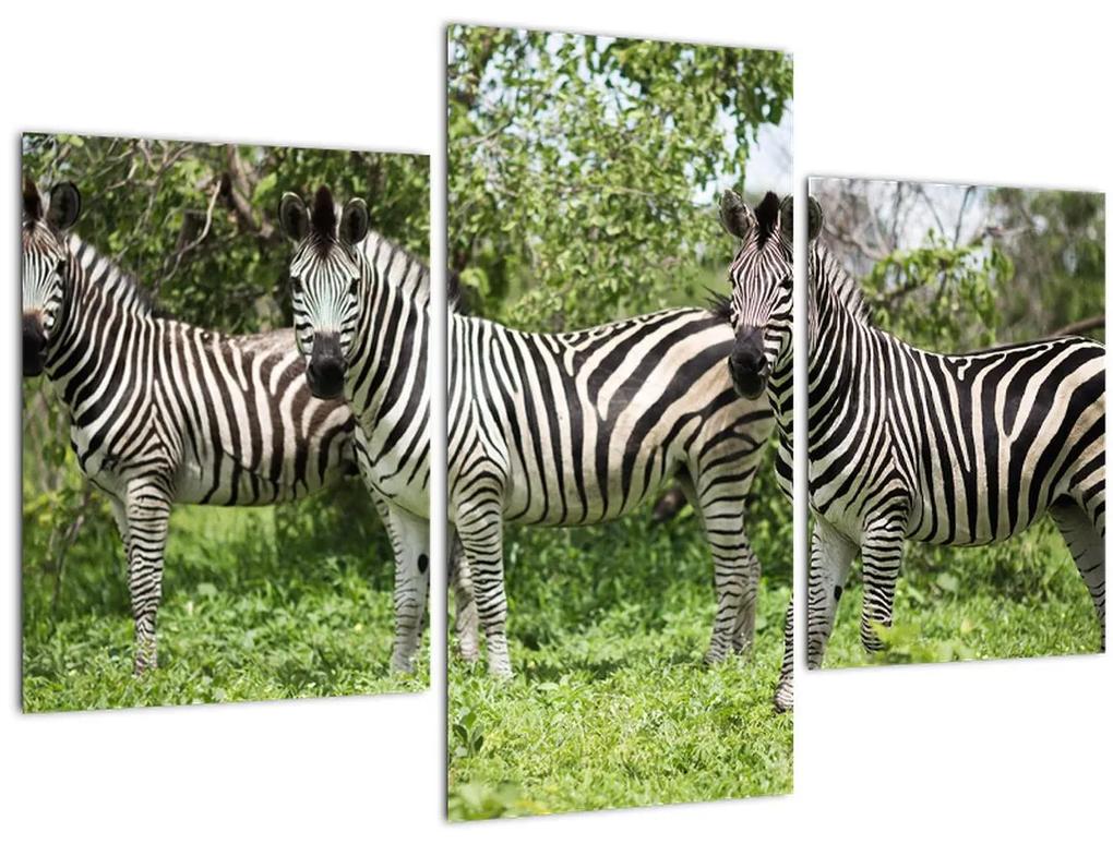 Obraz so zebrami (90x60 cm)
