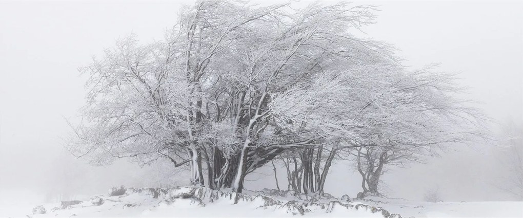 Obraz - Biela zima (120x50 cm)