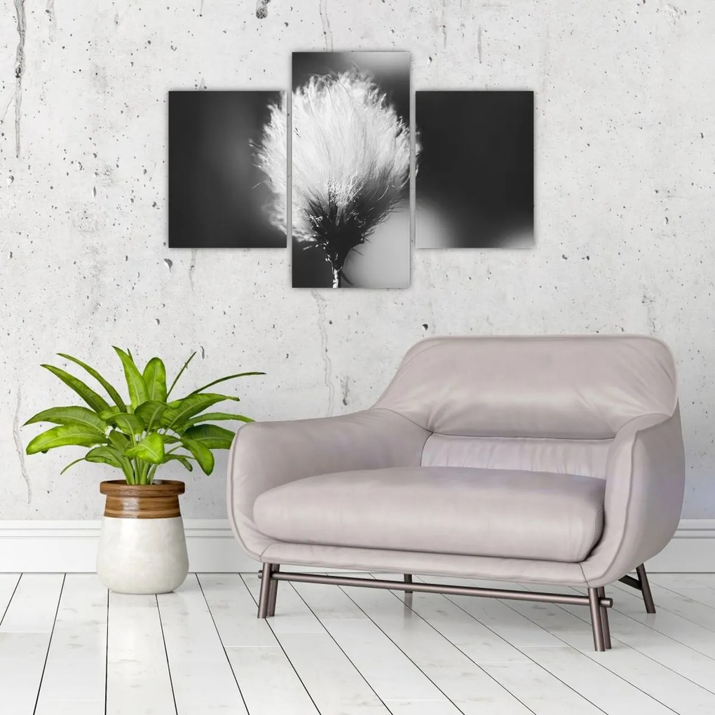 Obraz - Čiernobiely cottongrass (90x60 cm)