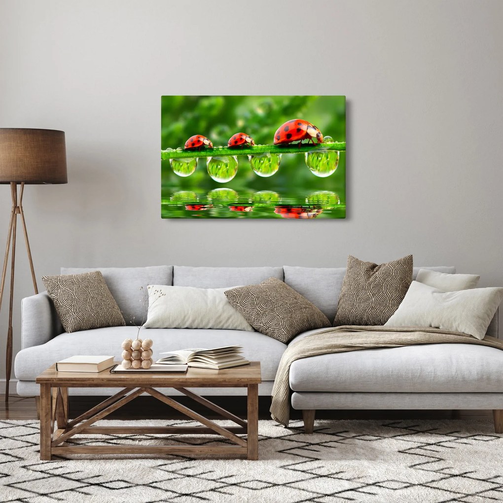 Obraz - Lienka sedembodková (90x60 cm)