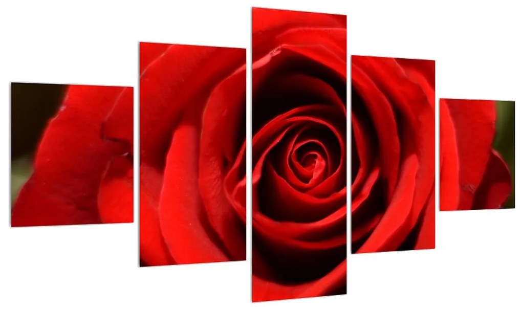 Detailný obraz kvetu ruže (K010280K12570)