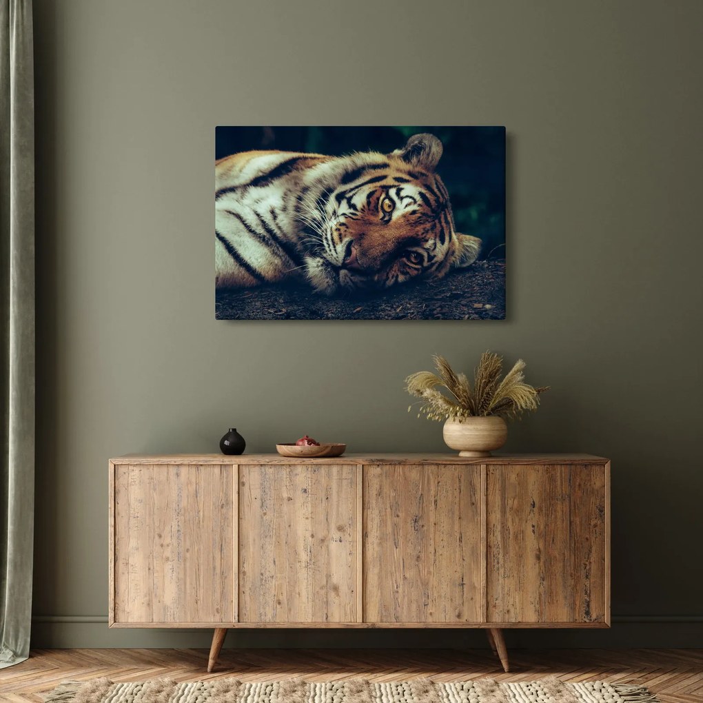 Obraz - Tiger Sibírsky (90x60 cm)