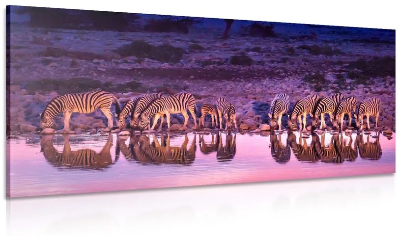 Obraz zebry v safari Varianta: 100x50