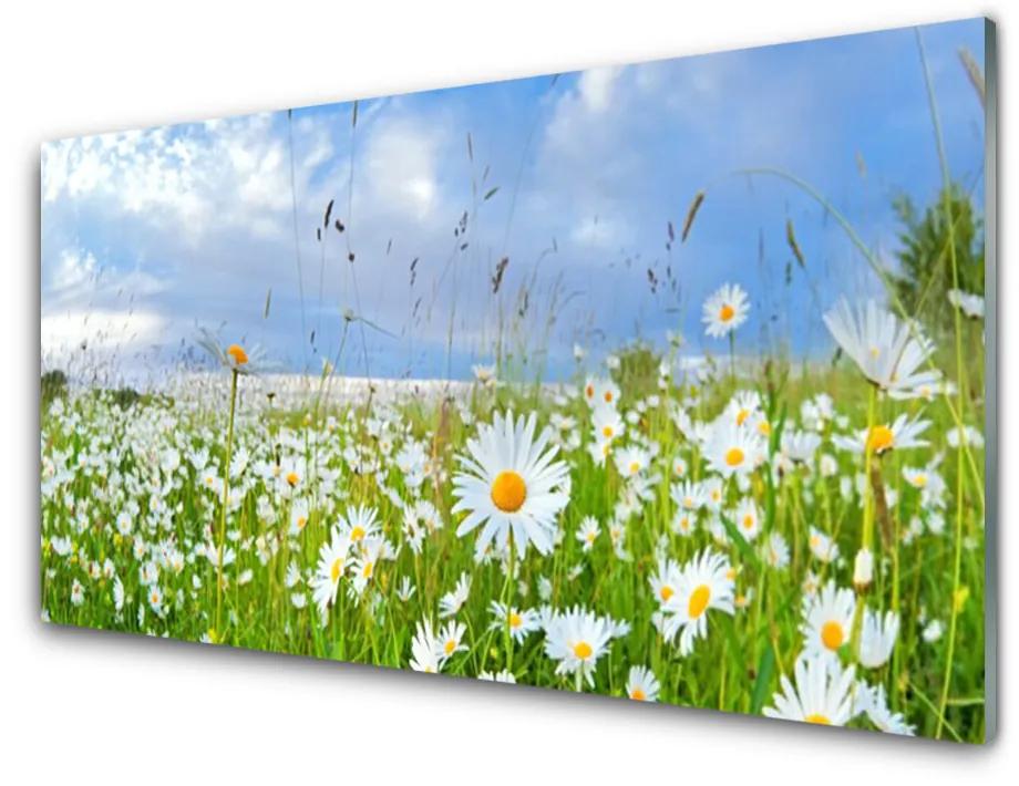 Obraz na akrylátovom skle Lúka sedmokrásky príroda 140x70 cm