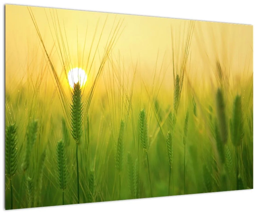 Obraz - Pole s obilím (90x60 cm)
