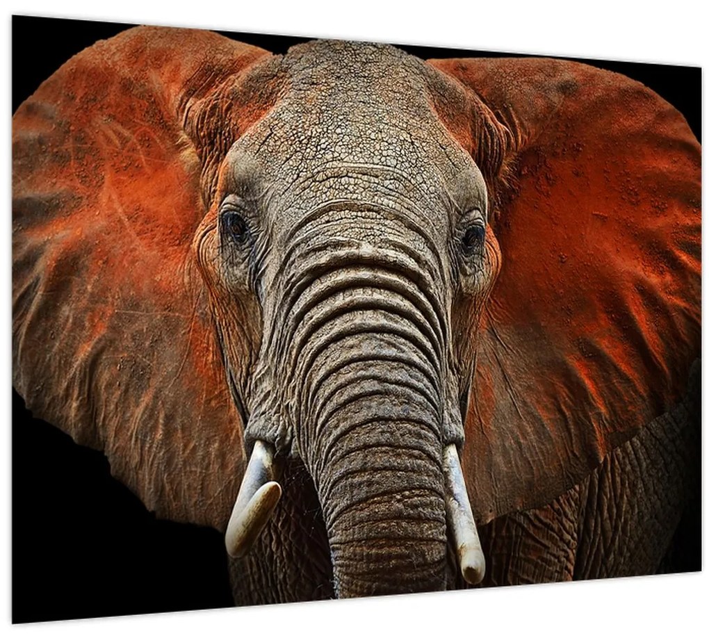 Sklenený obraz - Slony z Tsavo (70x50 cm)