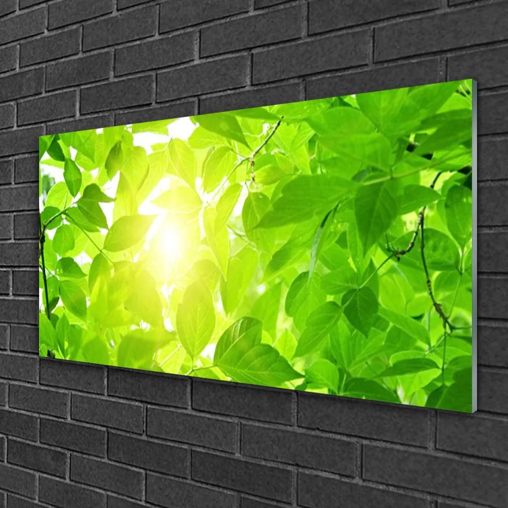 Skleneny obraz Listy príroda slnko rastlina 140x70 cm