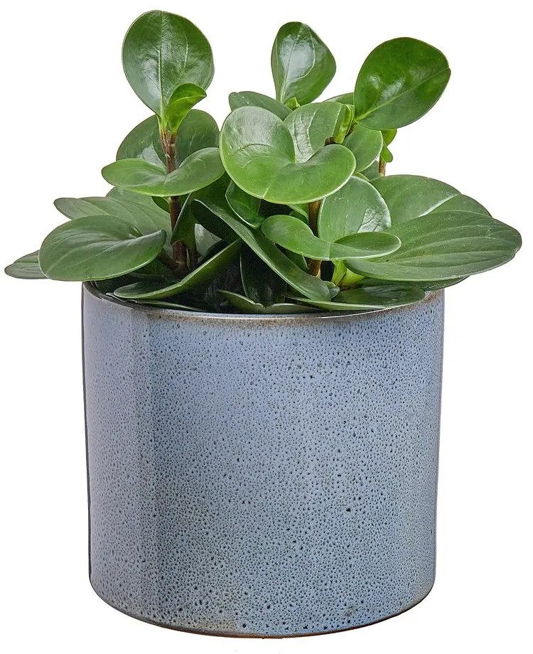 GLAZE Glazovaný kvetináč 17 cm - olivová