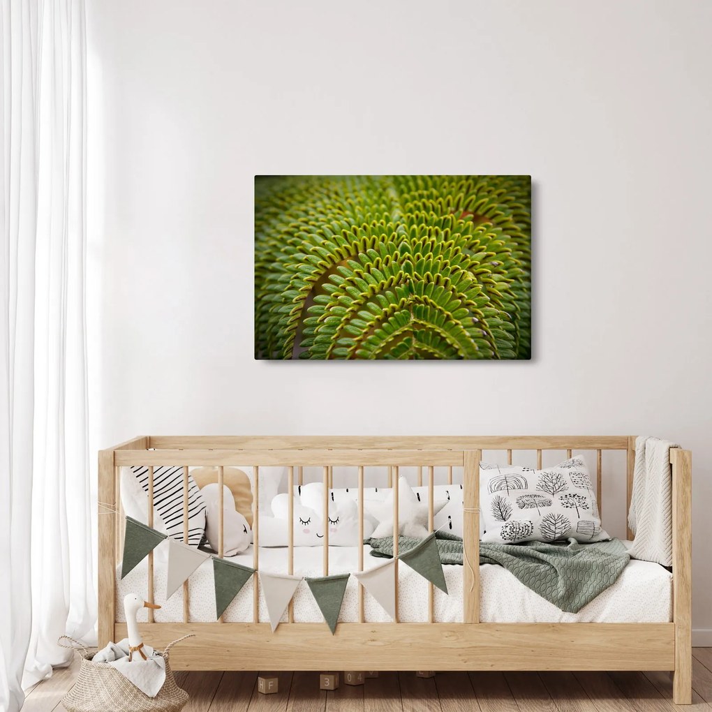 Obraz - Papraď (90x60 cm)