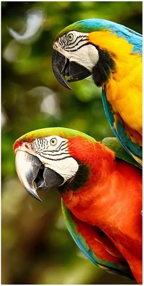 Bavlnená plážová osuška Farebné papagáje Ary - 100% bavlna s gramážou 350 g/m², rozmer 70x140 cm