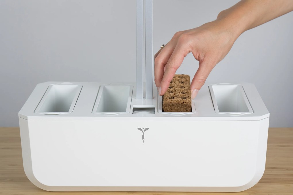 Kapsule so semienkami Lingot základné bylinky kôpor