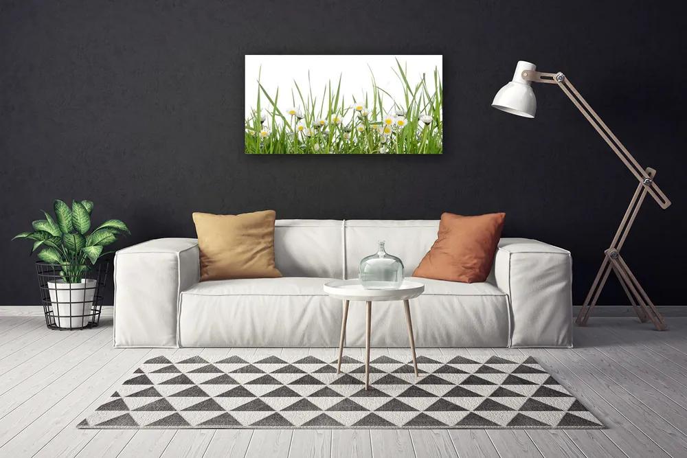 Obraz na plátne Tráva sedmokrásky príroda 125x50 cm