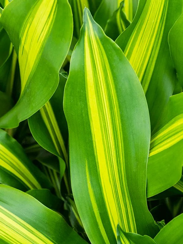 Dracaena fragrans burley 21x75 cm