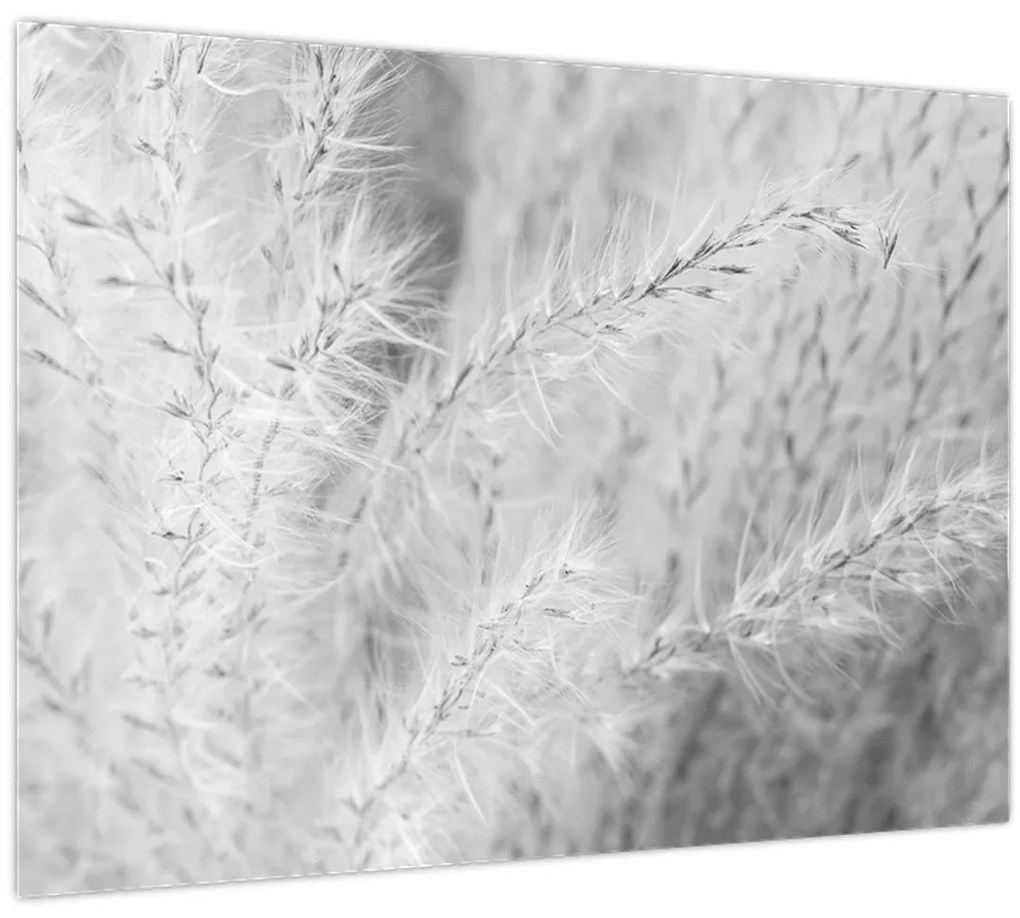 Sklenený obraz - Pampas grass N⁰1 (70x50 cm)