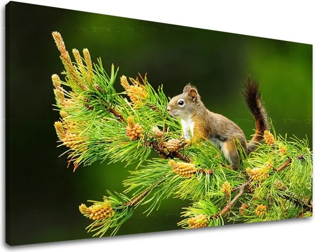 Obraz na stenu ZVIERATÁ