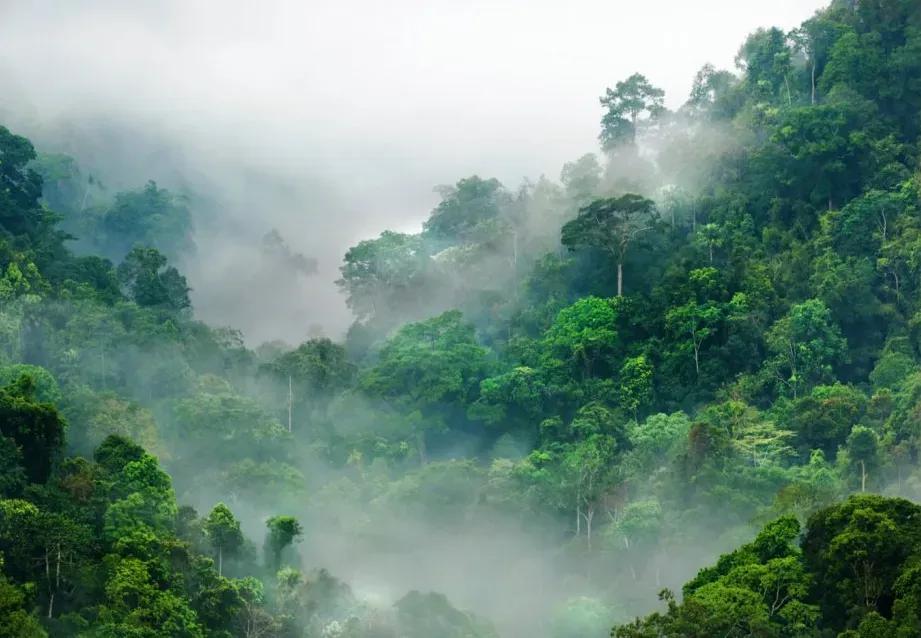 Manufakturer -  Tapeta Forest in the fog samolepiaca