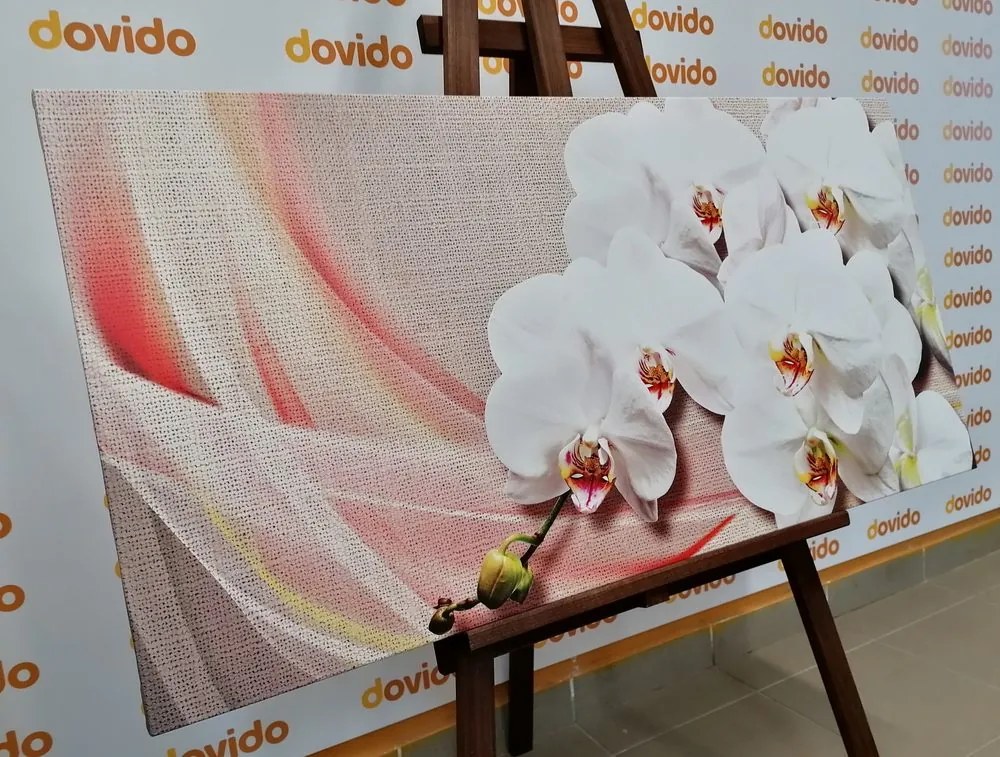 Obraz biela orchidea na plátne