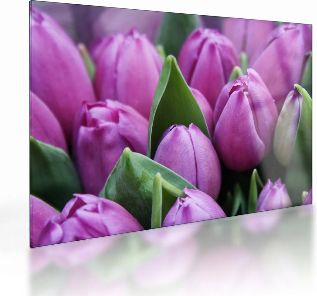 Sklenený obraz - kvety tulipánov (70x50 cm)