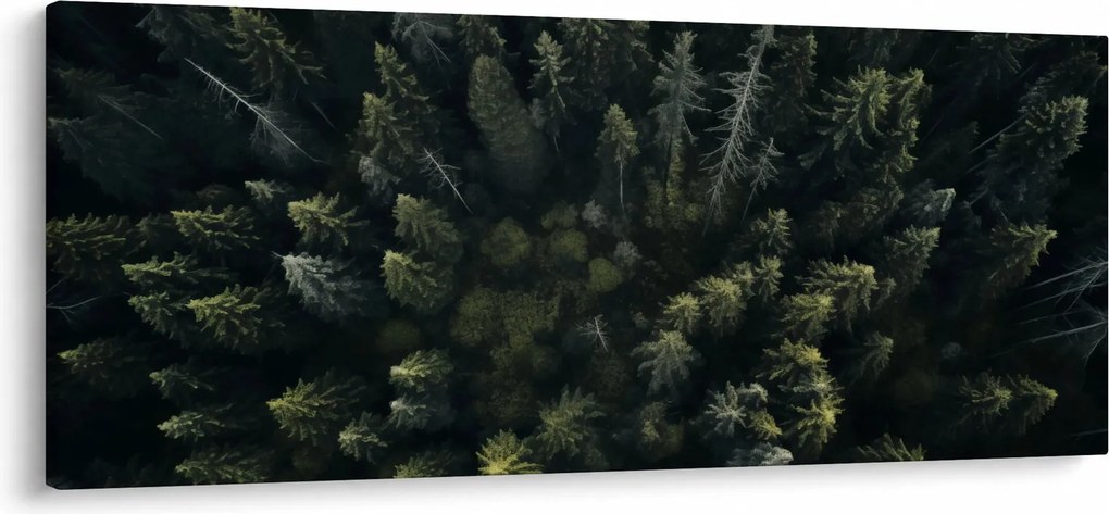 Obraz - Les (120x50 cm)
