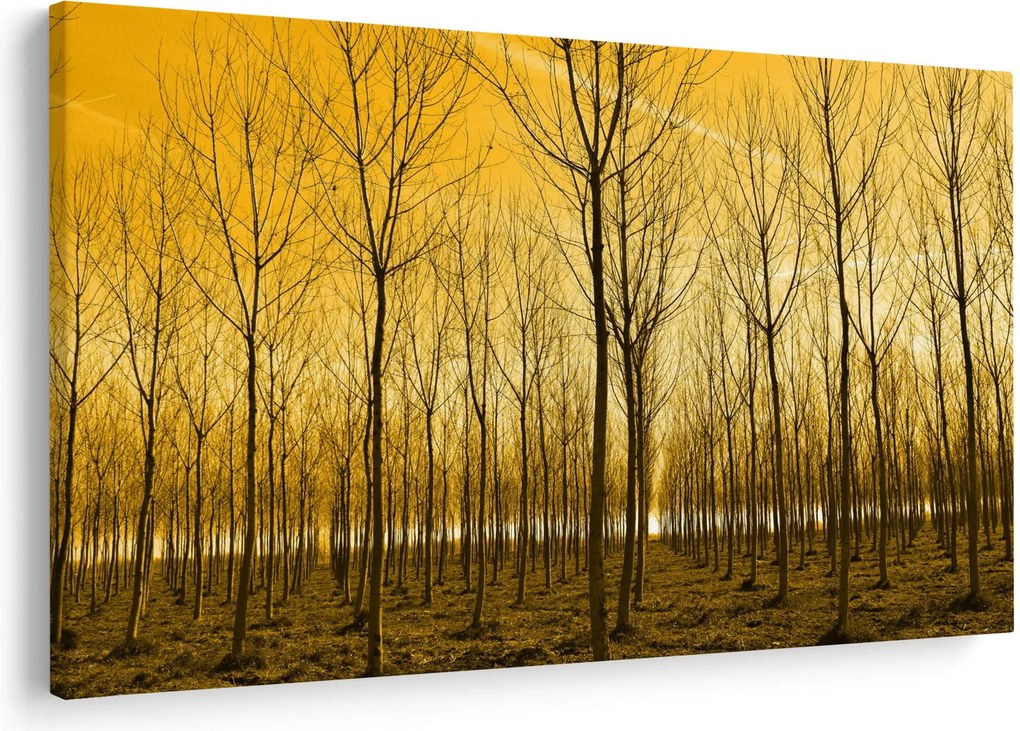 Obraz - Plantáž stromov (90x60 cm)