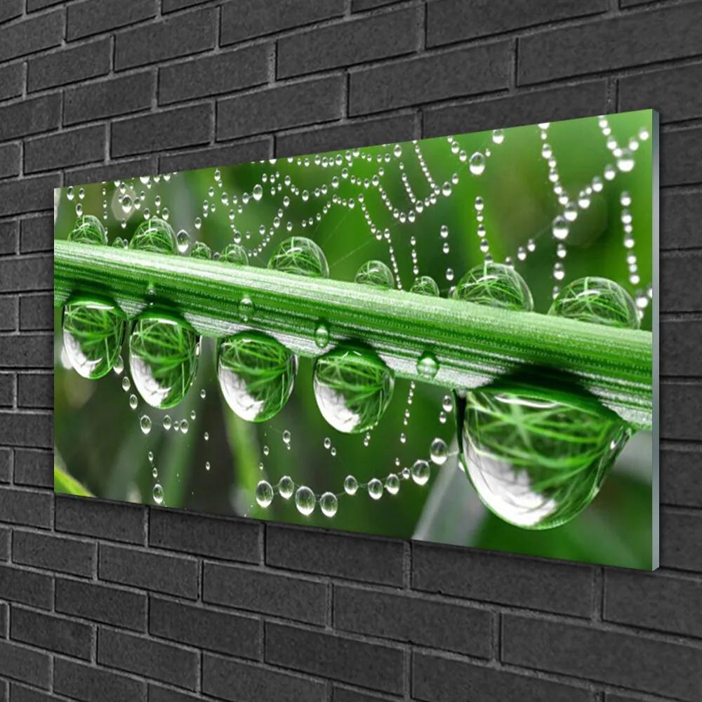 Obraz na skle Pavučina kvapka rastlina 125x50 cm
