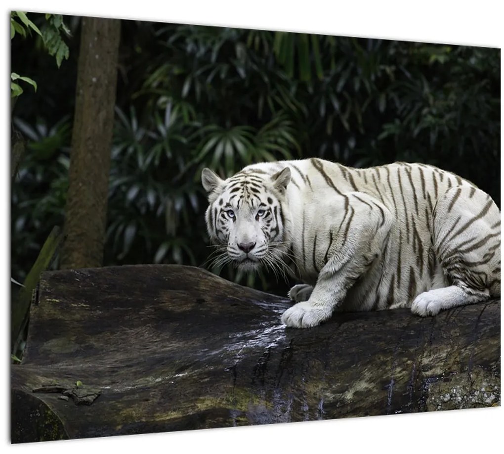 Sklenený obraz - Tiger albín (70x50 cm)