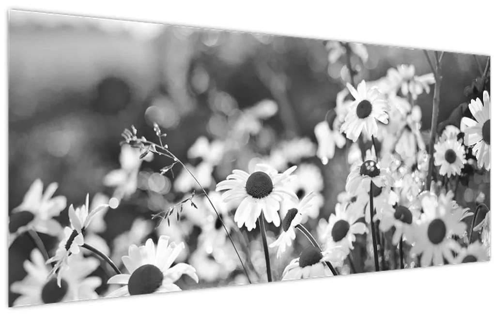 Obraz - Kopretiny (120x50 cm)