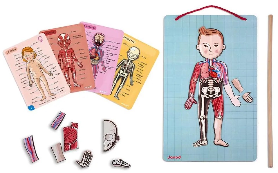Janod - Magnetická skladačka BODYMAGNET ľudské telo