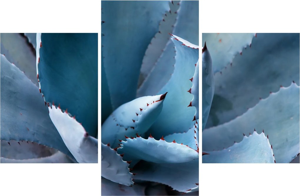 Obraz - Agáve (90x60 cm)