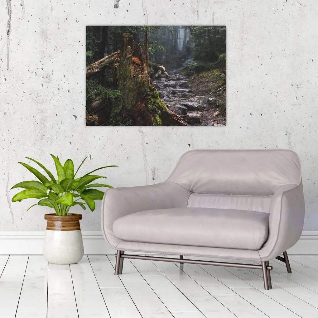 Sklenený obraz - V lese (70x50 cm)