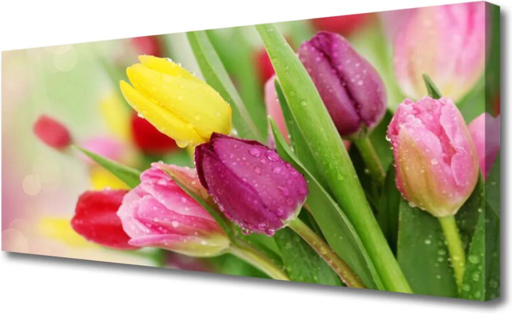 Obraz na plátně Tulipány Kvety Rastlina