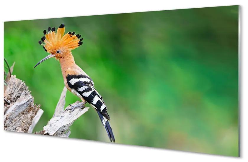Obraz na akrylátovom skle Strom farebný papagáj 140x70 cm