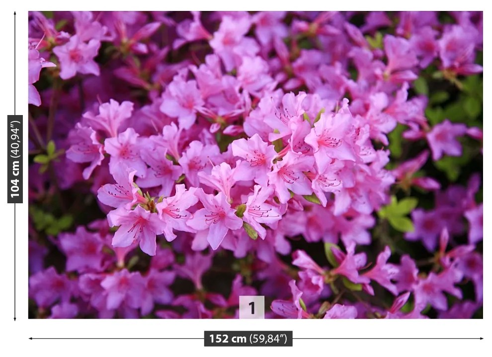 Fototapeta Vliesová Rhododendron ružový 104x70 cm