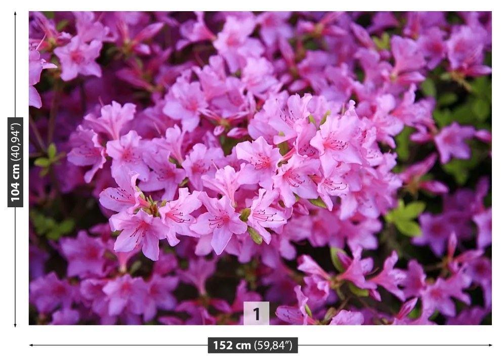 Fototapeta Vliesová Rhododendron ružový 152x104 cm