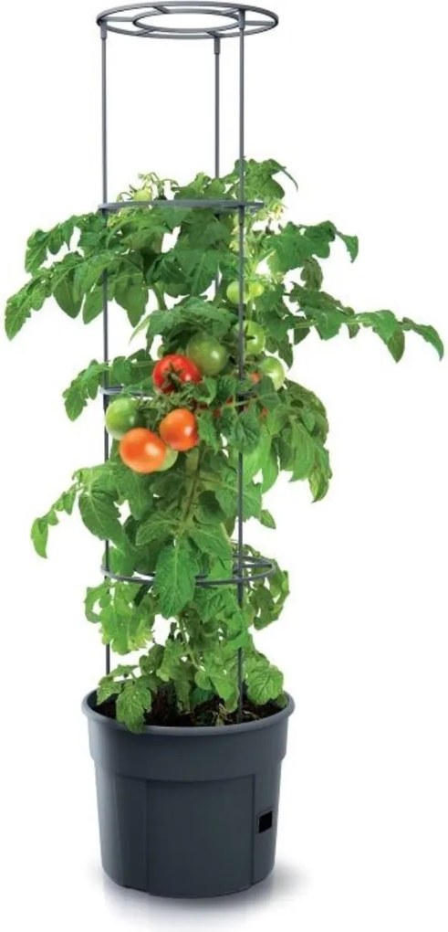 PROSPERPLAST Kvetináč na pestovanie paradajok TOMATO GROWER antracit 29,5 cm (max. výška: 115,2 cm) Veľkosť: L
