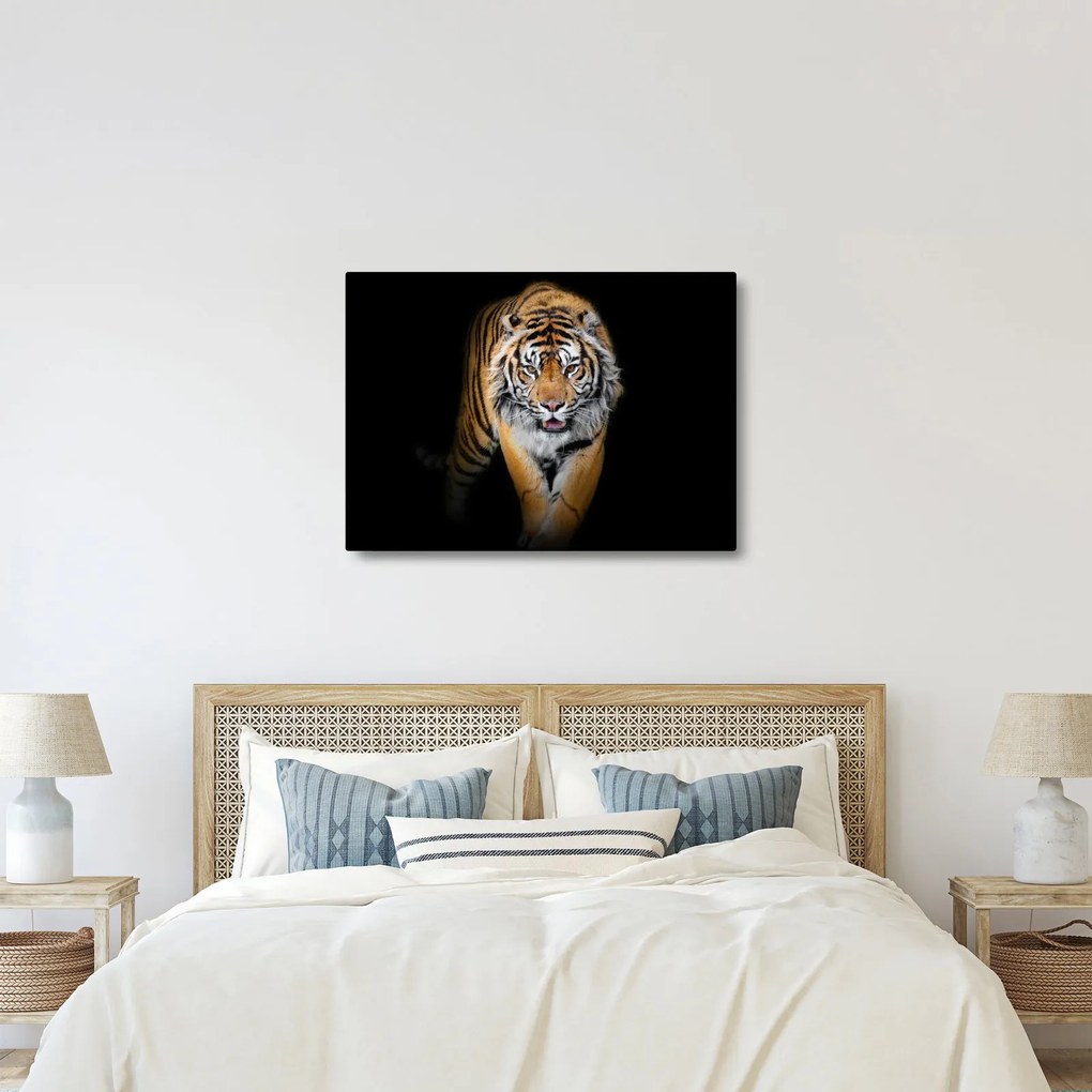 Obraz - Tiger (70x50 cm)
